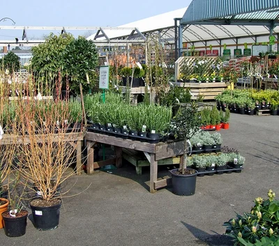 Plants